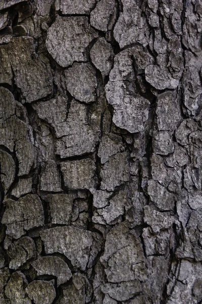 Texture de l'écorce d'arbre naturel pour le fond — Photo