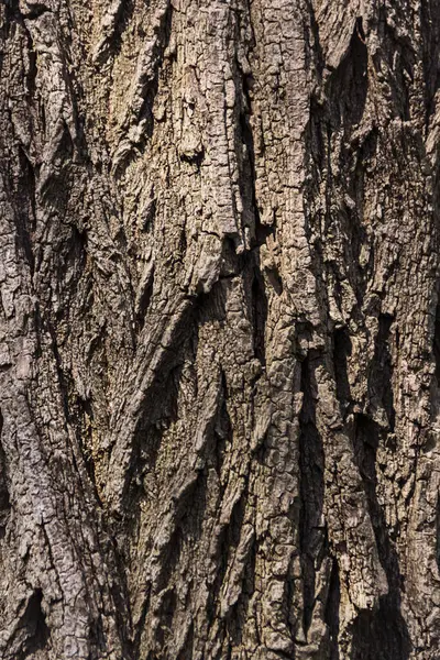 Texture de l'écorce d'arbre naturel pour le fond — Photo