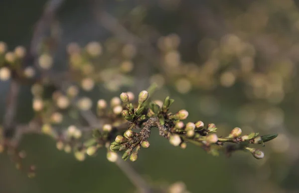 春の庭のリンゴの木の花の芽 — ストック写真