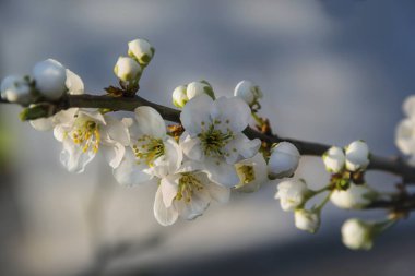 Elma ağacının beyaz narin çiçekleri baharda çiçek açar, arka planda.