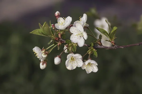 Elma ağacının beyaz güzel çiçeği baharda açar..