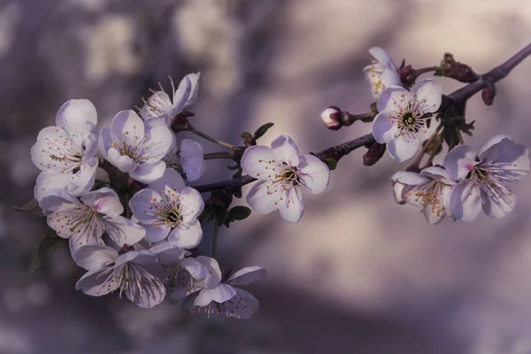 Elma ağacının beyaz güzel çiçeği baharda açar..