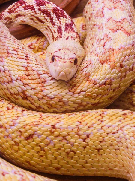 蛇を見て — ストック写真