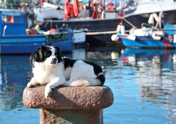 Banho de sol cão em um bollard amarração no porto de Pozzuoli, Nápoles, Itália — Fotografia de Stock