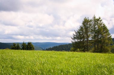 Kara orman manzarası 