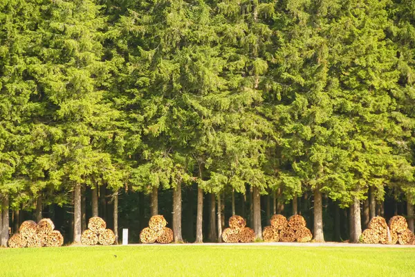 Pins Montréalais avec bois coupé — Photo