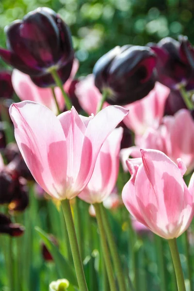 Tulips blooming — Stock Photo, Image