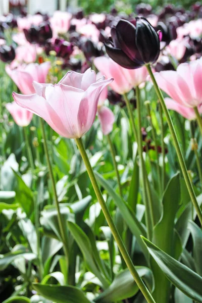 Tulpen blühen — Stockfoto