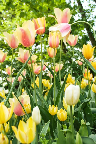 Tulpen blühen — Stockfoto