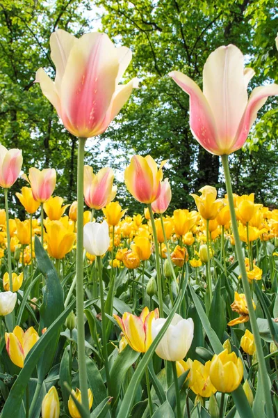 Tulpen blühen — Stockfoto