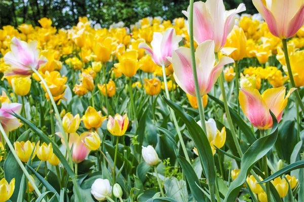 Tulpen blühen — Stockfoto