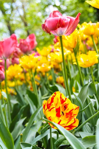 Tulpen blühen — Stockfoto