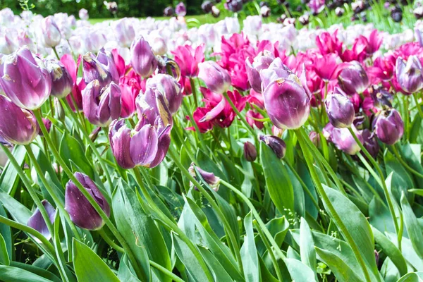 Tulpen blühen — Stockfoto