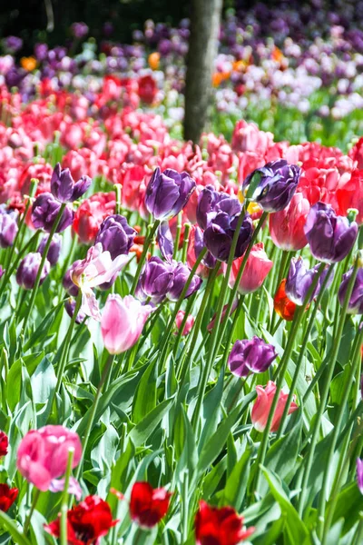 Tulpen blühen — Stockfoto