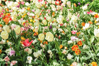 çiçek açan laleler