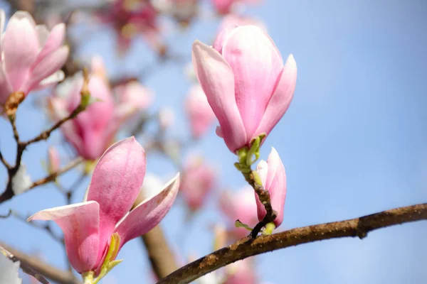 Magnolia blooming in snow — Stock Photo, Image