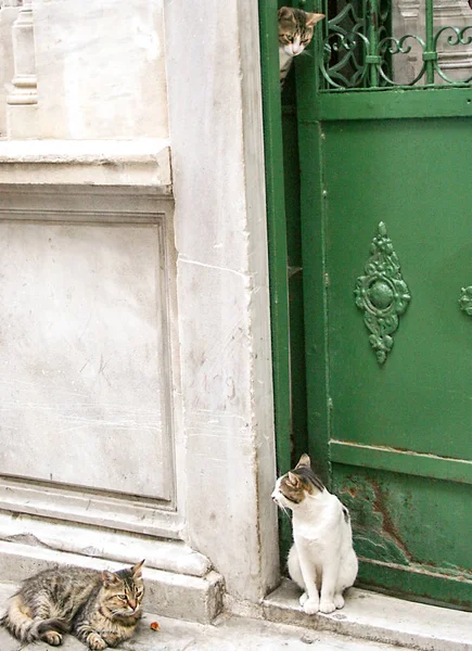 Gatos de Istambul — Fotografia de Stock