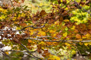 sonbahar yaprakları