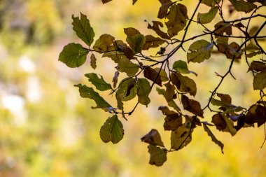 sonbahar yaprakları