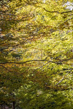sonbahar yaprakları