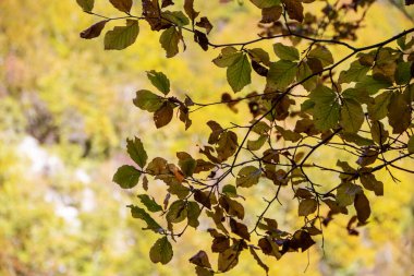 sonbahar yaprakları