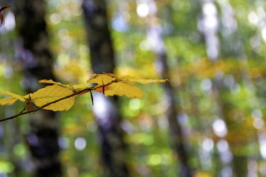 sonbahar yaprakları