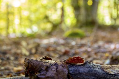 Abruzzo Ulusal Parkı