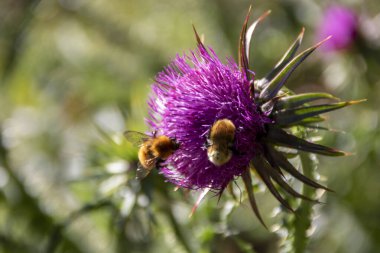 Pembe bir devedikeni