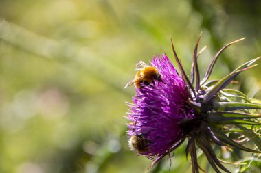 Pembe bir devedikeni