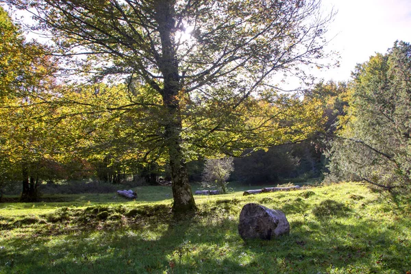 Buchenwälder — Stockfoto