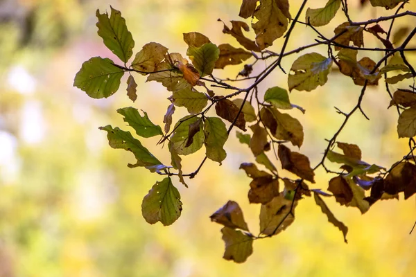 Follaje de otoño — Foto de Stock