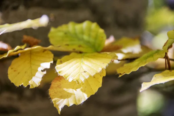 Follaje de otoño — Foto de Stock