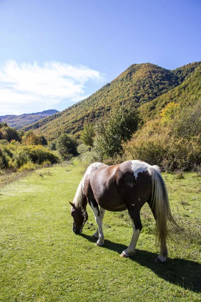 Wild paard — Stockfoto