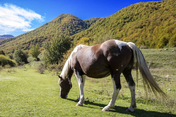 Wild paard — Stockfoto