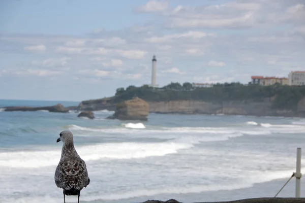 Uma gaivota olhando sobre la grande plage, a grande praia de Biarritz — Fotografia de Stock