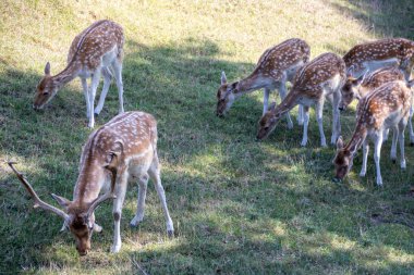 Boynuzları olan bir geyik
