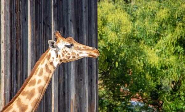 Zürafalar — Stok fotoğraf