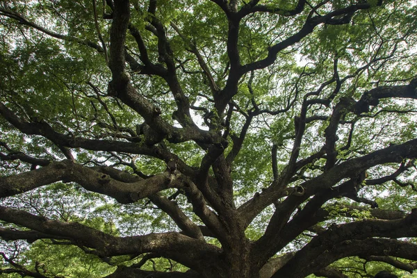 De reusachtige boom — Stockfoto