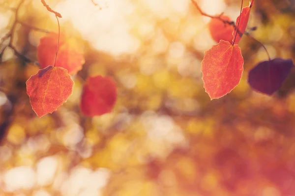 Φθινόπωρο φόντο με κόκκινα φύλλα — Φωτογραφία Αρχείου