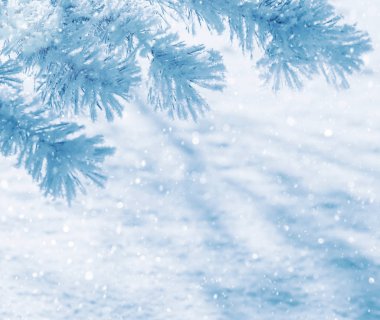 Hoarfrost çam dalı