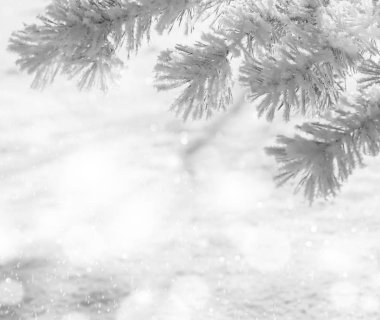 donmuş iğne yapraklı dal