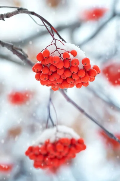 Rowan in the snow — Stock Photo, Image