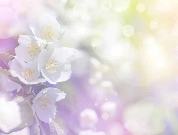 Квітучі яскраві жасмину — стокове фото