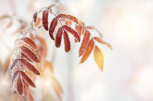 Feuilles dans le gel — Photo