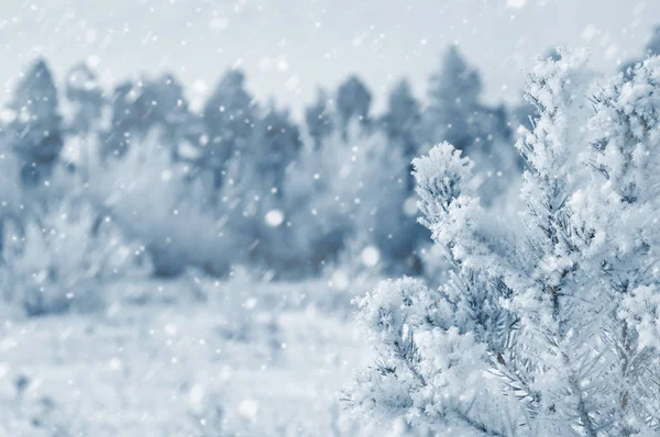 Floresta de coníferas em hoarfrost — Fotografia de Stock