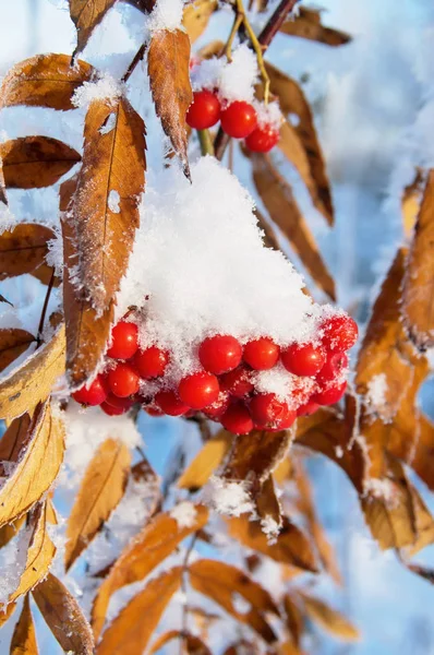 Gefrorene Rote Eberesche — Stockfoto