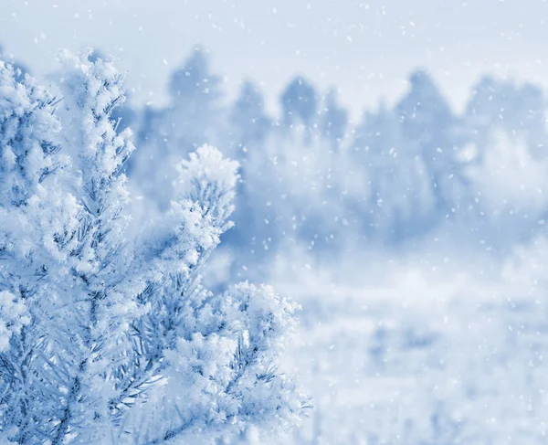 Winter besneeuwd landschap — Stockfoto