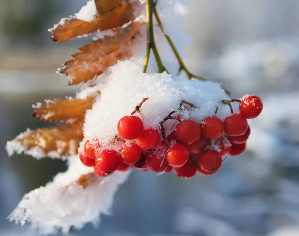 Gefrorene Rote Eberesche — Stockfoto