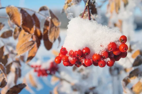 Frozen red rowan — Stock Photo, Image