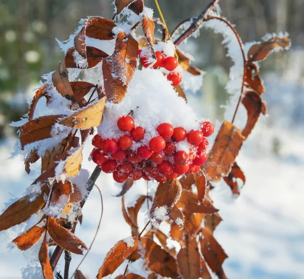 Frozen red rowan — Stock Photo, Image